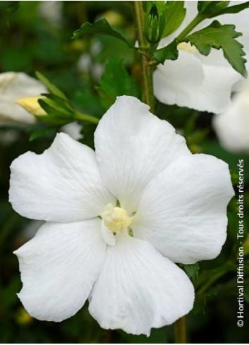 HIBISCUS syriacus ELEONORE cov