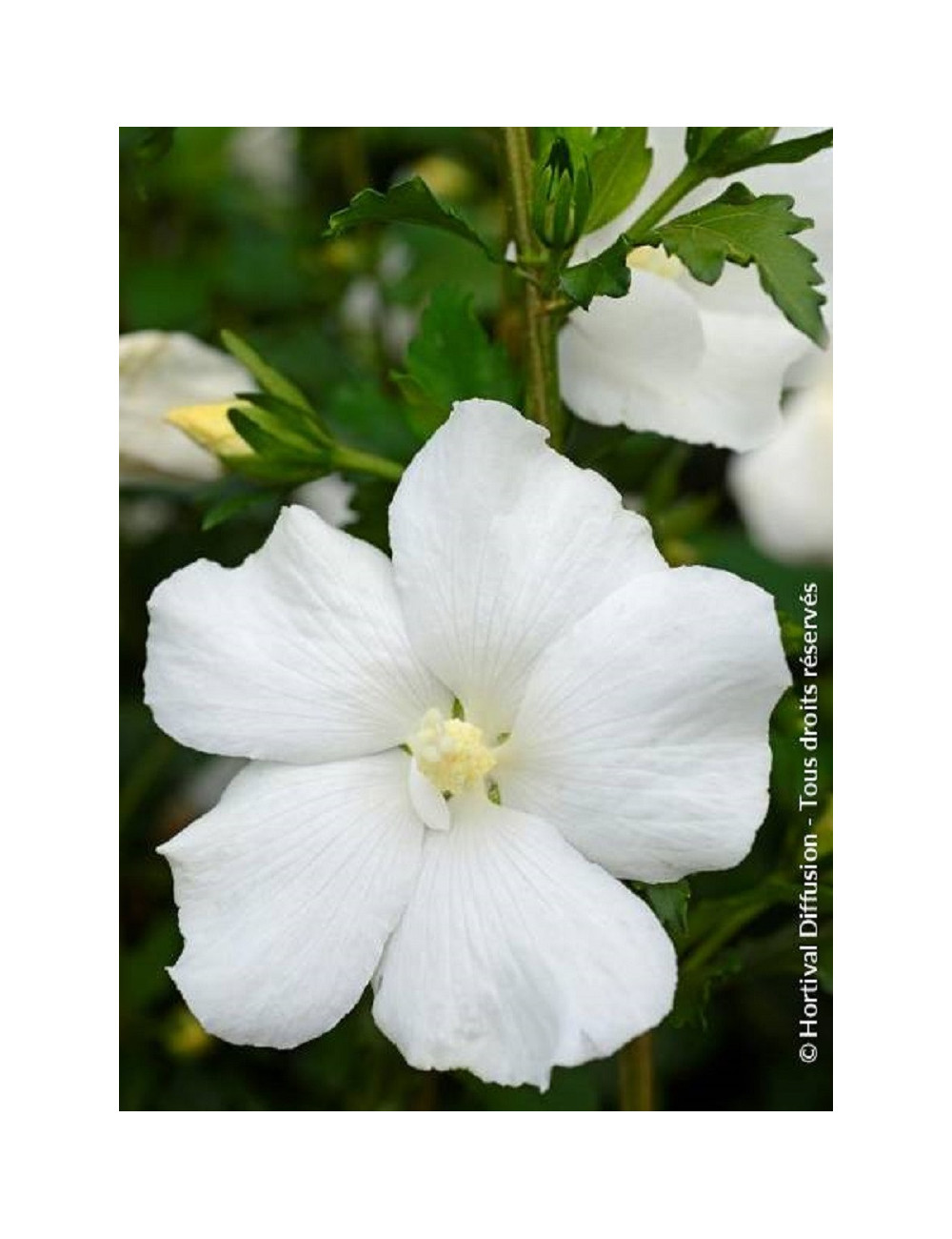 HIBISCUS syriacus ELEONORE cov