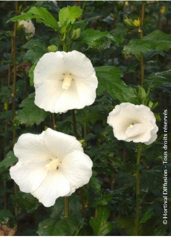 HIBISCUS syriacus ELEONORE cov