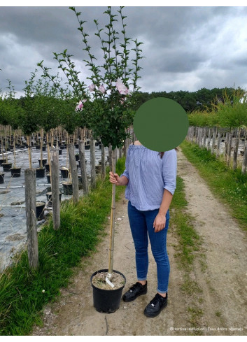 HIBISCUS syriacus En pot de 10-12 litres forme tige hauteur du tronc 110-130 cm