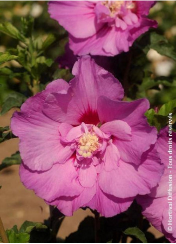 HIBISCUS syriacus ERUPTION