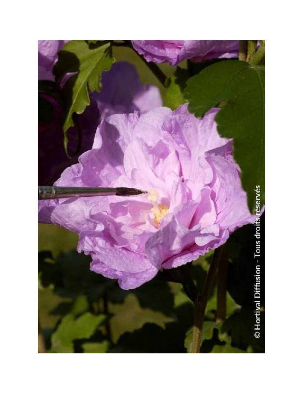 HIBISCUS syriacus LAVENDER CHIFFON