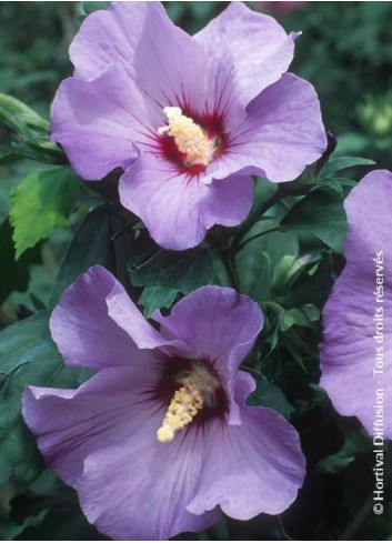 HIBISCUS syriacus MARINA