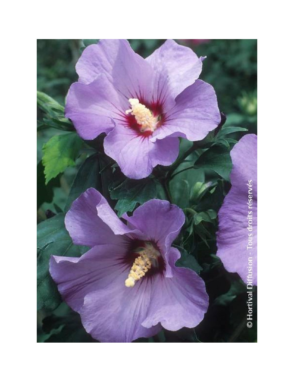 HIBISCUS syriacus MARINA