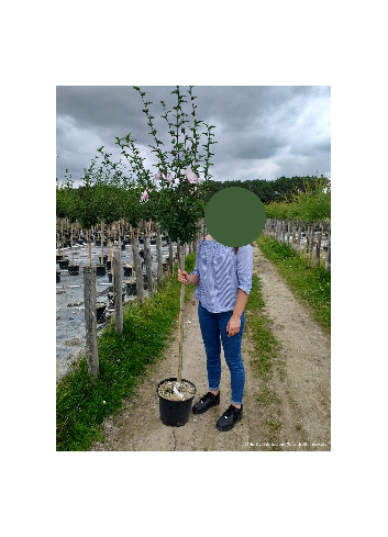 HIBISCUS syriacus En pot de 10-12 litres forme tige hauteur du tronc 110-130 cm