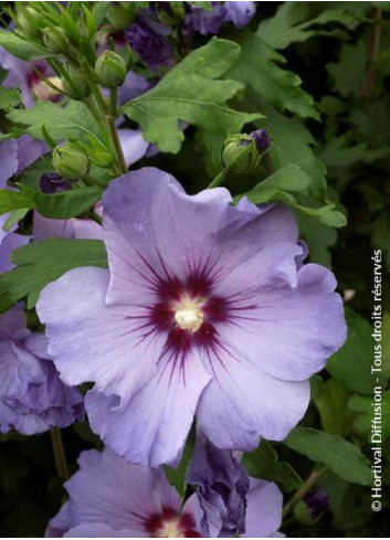 HIBISCUS syriacus OISEAU BLEU