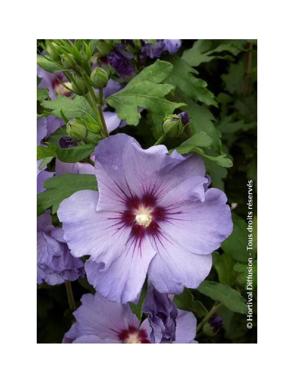 HIBISCUS syriacus OISEAU BLEU