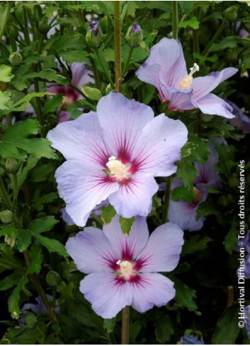 HIBISCUS syriacus OISEAU BLEU