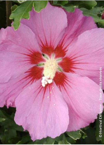 HIBISCUS syriacus PINK GIANT