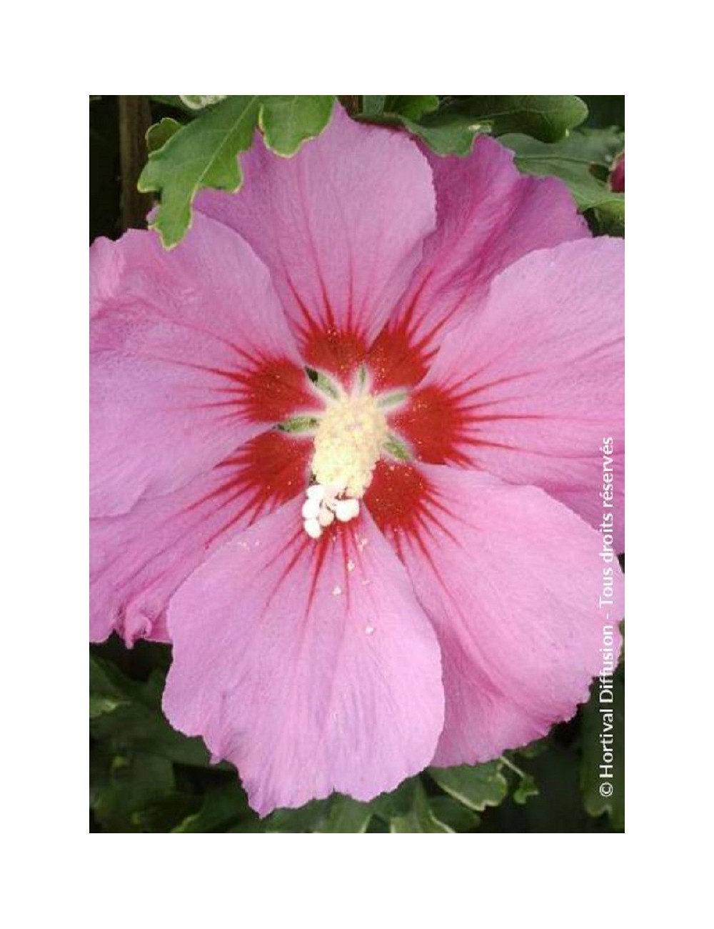 HIBISCUS syriacus PINK GIANT