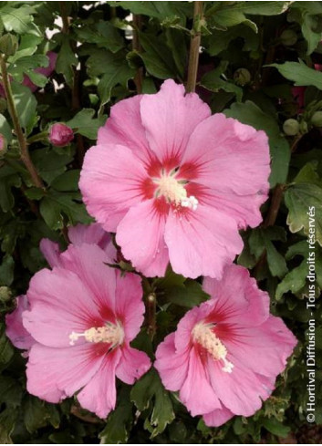 HIBISCUS syriacus PINK GIANT