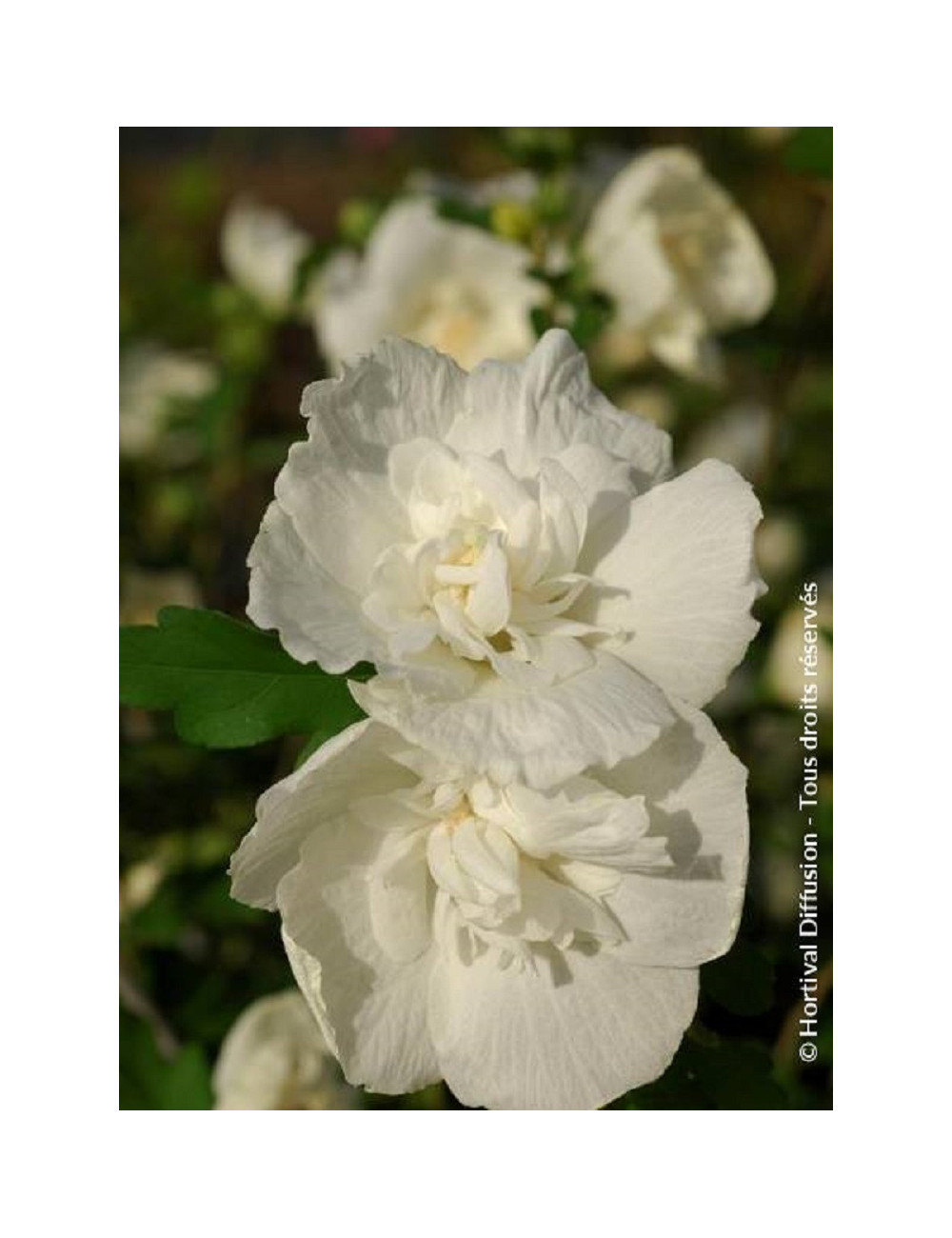 HIBISCUS syriacus WHITE CHIFFON