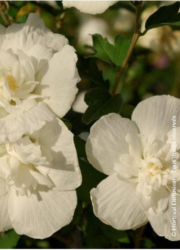 HIBISCUS syriacus WHITE CHIFFON