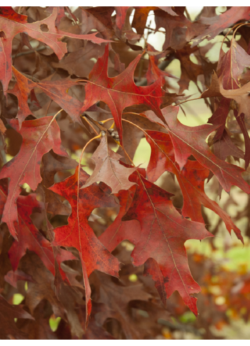 QUERCUS rubra