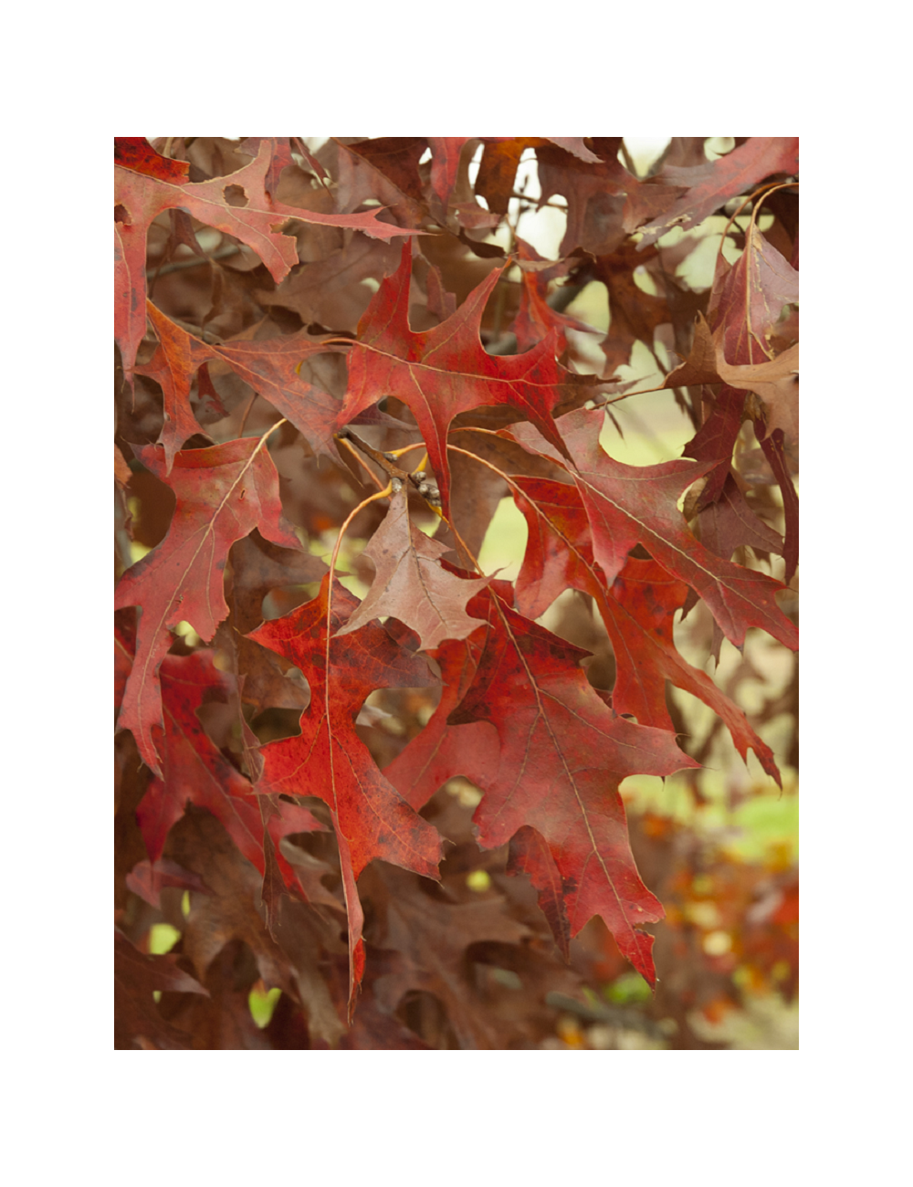 QUERCUS rubra