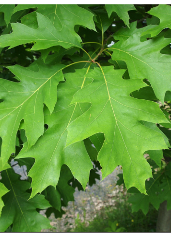 QUERCUS rubra