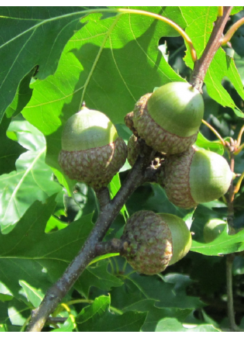 QUERCUS rubra