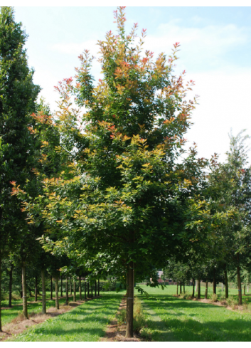 QUERCUS rubra