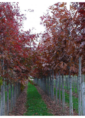 QUERCUS rubra