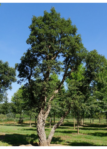 QUERCUS suber