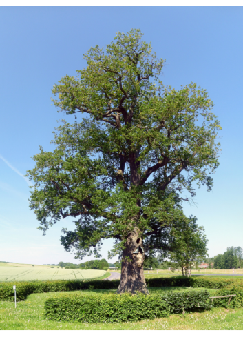 QUERCUS robur 