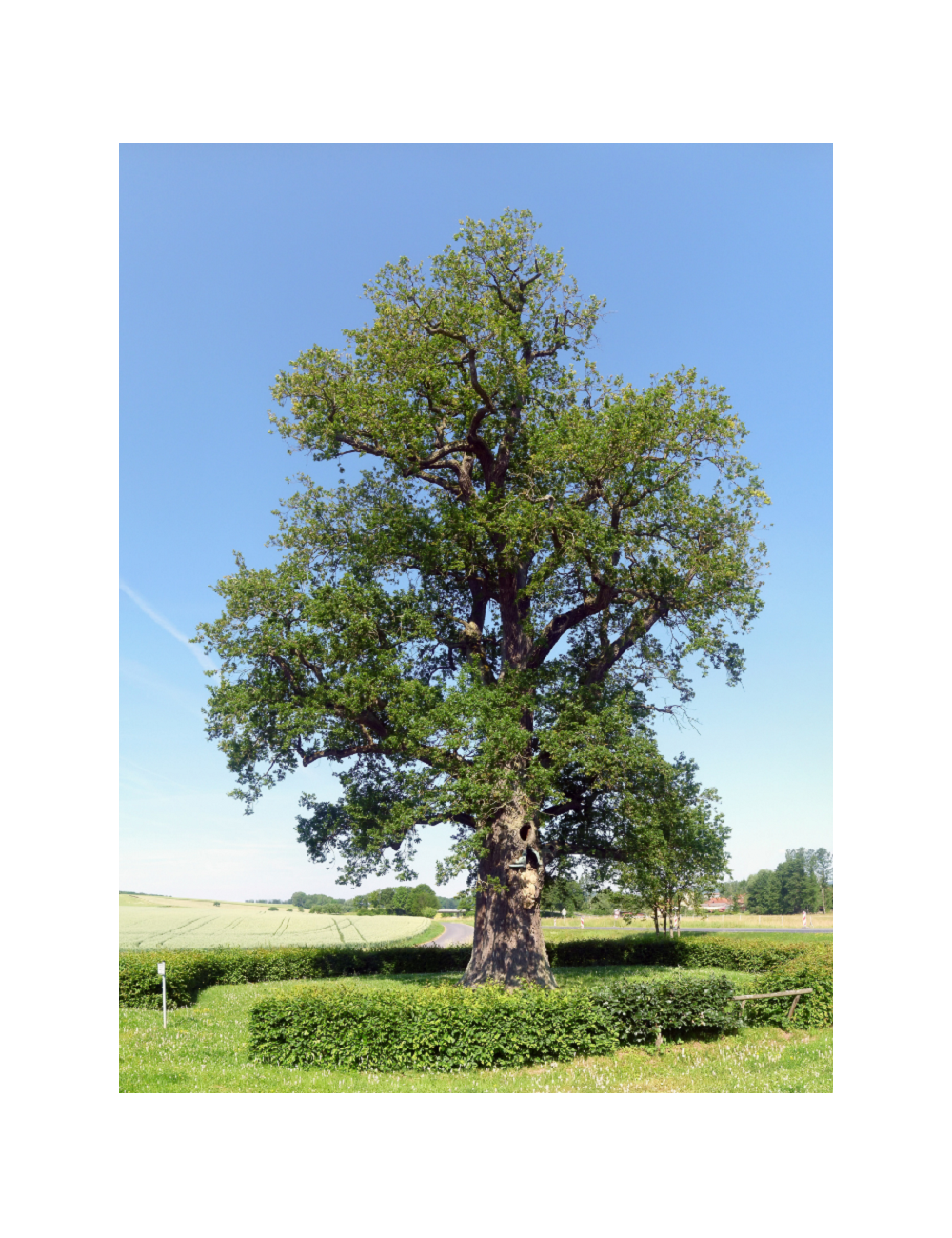 QUERCUS robur 