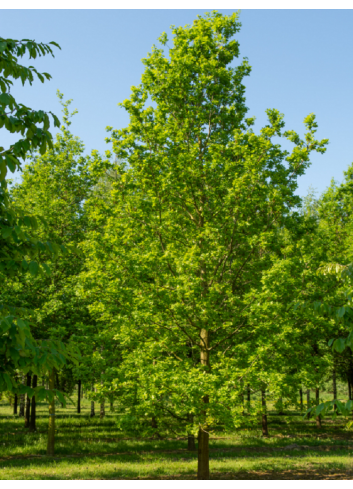 QUERCUS robur 