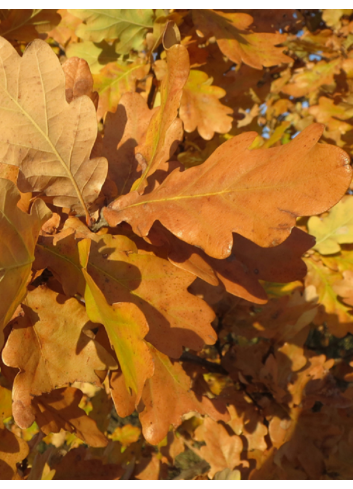 QUERCUS robur 