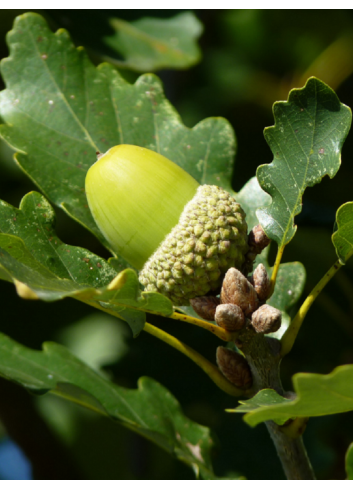 QUERCUS robur 