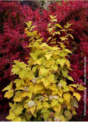 PHYSOCARPUS opulifolius ANGEL GOLD