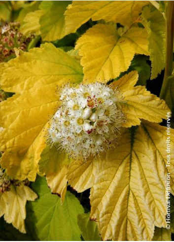 PHYSOCARPUS opulifolius ANGEL GOLD