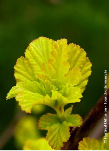 PHYSOCARPUS opulifolius ANGEL GOLD