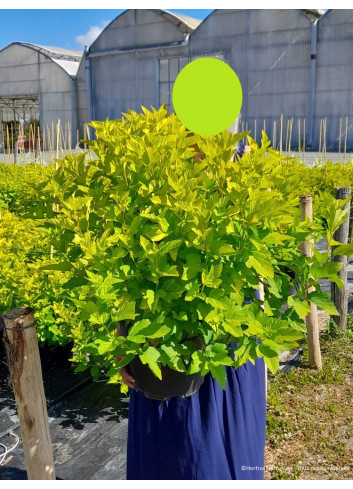 PHYSOCARPUS opulifolius ANGEL GOLD En pot de 10-12 litres