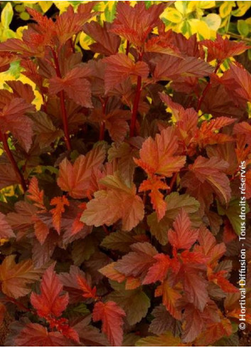 PHYSOCARPUS opulifolius DIABLE D'OR