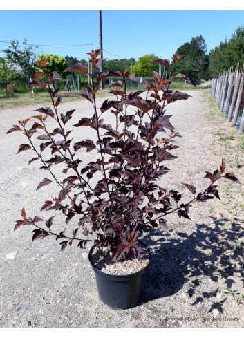 PHYSOCARPUS opulifolius DIABLE D'OR En pot de 10-12 litres