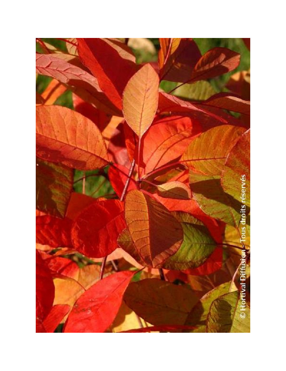 COTINUS coggygria FLAME