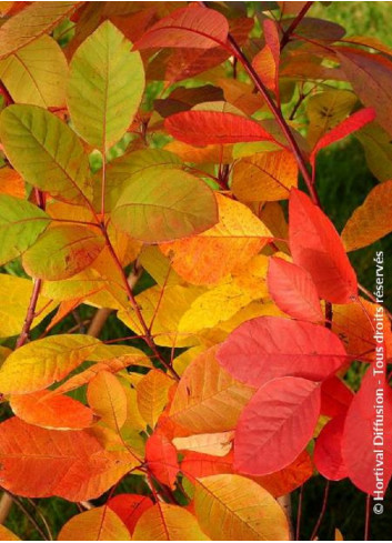 COTINUS coggygria FLAME