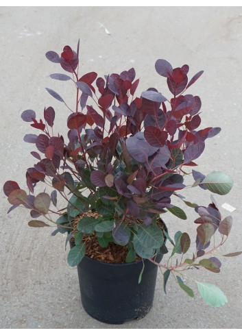 COTINUS coggygria LILLA En pot de 4-5 litres