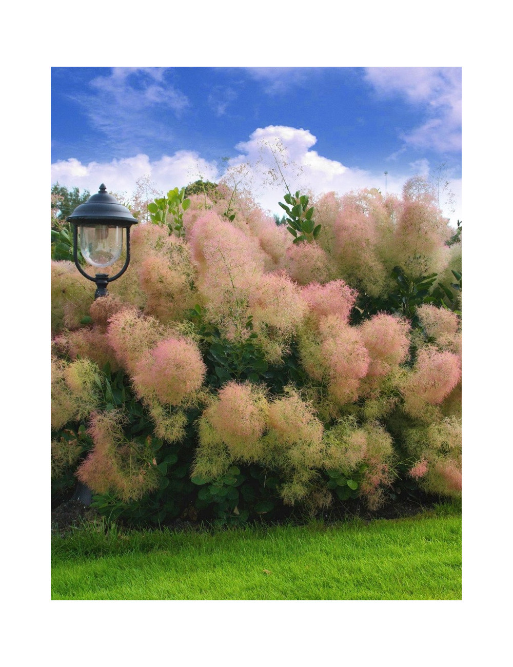 COTINUS coggygria YOUNG LADY