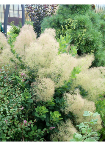 COTINUS coggygria YOUNG LADY