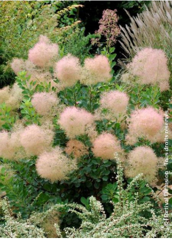 COTINUS coggygria YOUNG LADY