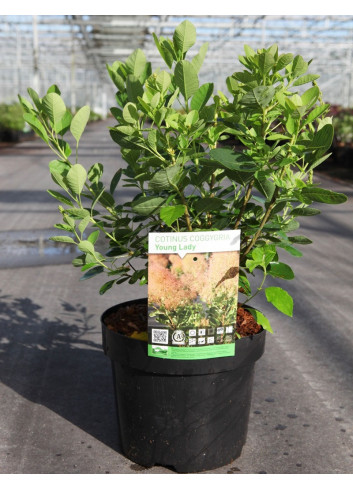 COTINUS coggygria YOUNG LADY En pot de 3-4 litres