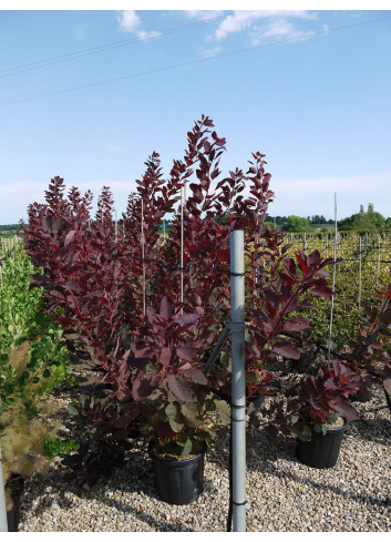 COTINUS coggygria GRACE En pot de 15-20 litres