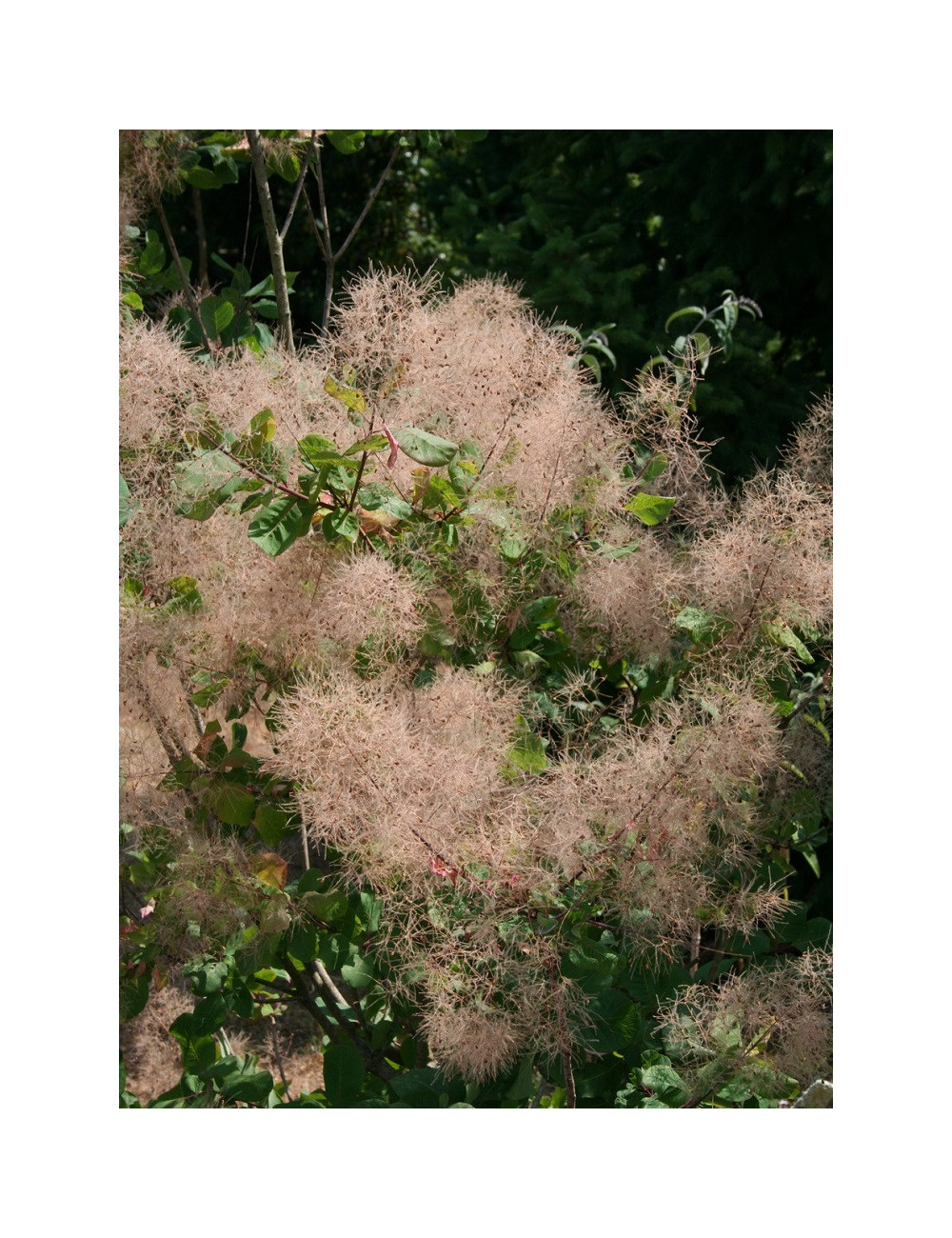 COTINUS coggygria