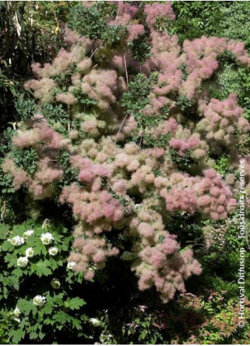 COTINUS coggygria