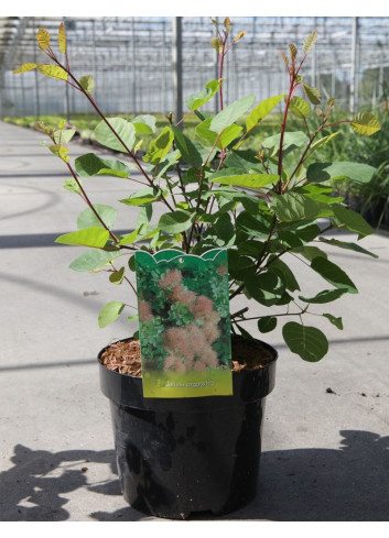 COTINUS coggygria En pot de 3-4 litres