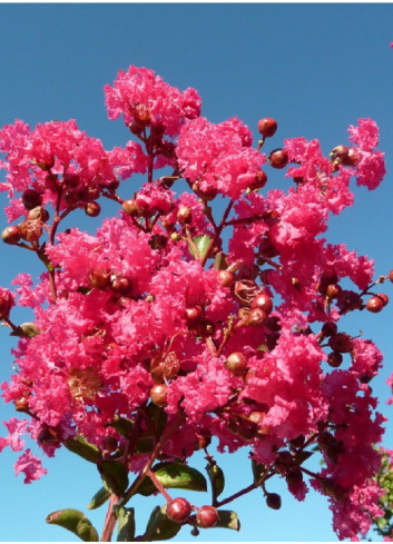 LAGERSTROEMIA SAINT EMILION