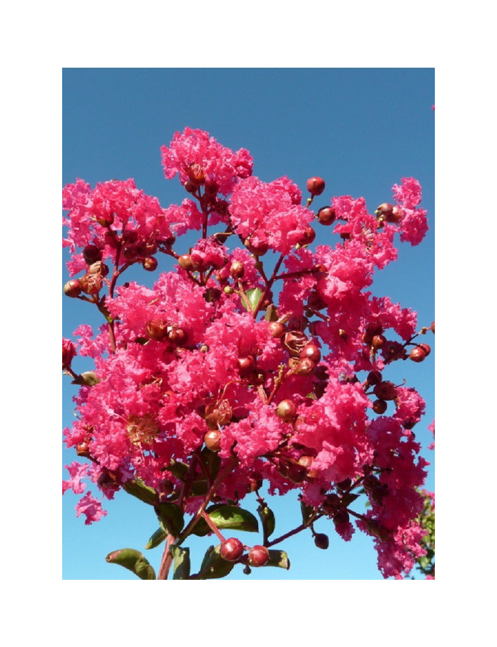 LAGERSTROEMIA SAINT EMILION