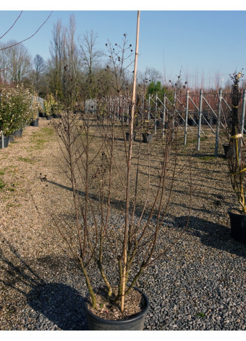 LAGERSTROEMIA En pot de 15-20 litres