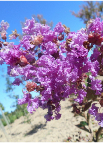 LAGERSTROEMIA TERRE CHINOISE